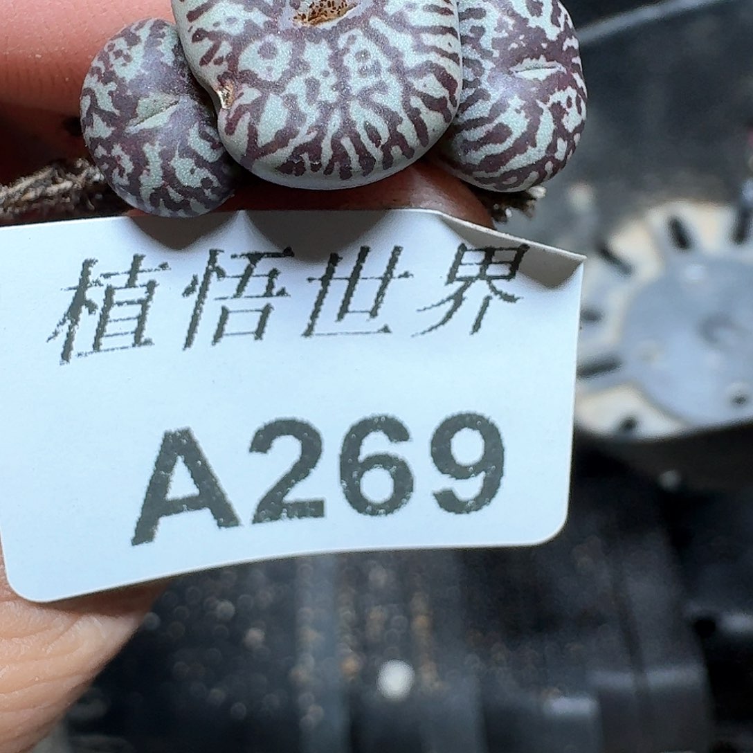 269号多肉植物哇f c