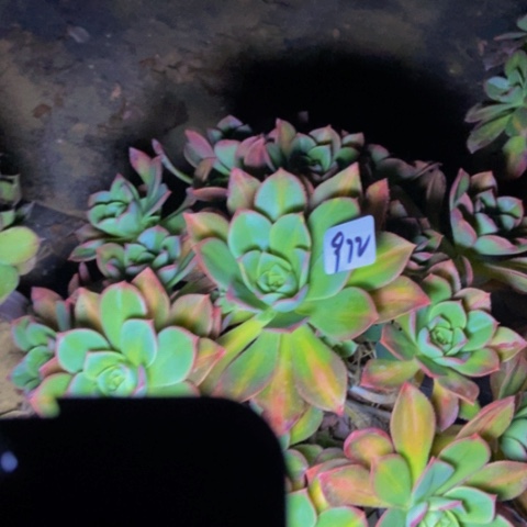 星辰多肉植物一物一拍972多肉植物不包断