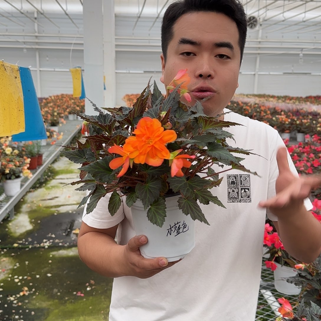 一代多分支橙色火焰，掉花折叶不售后