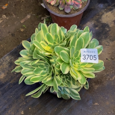 迈巴赫多肉植物3705