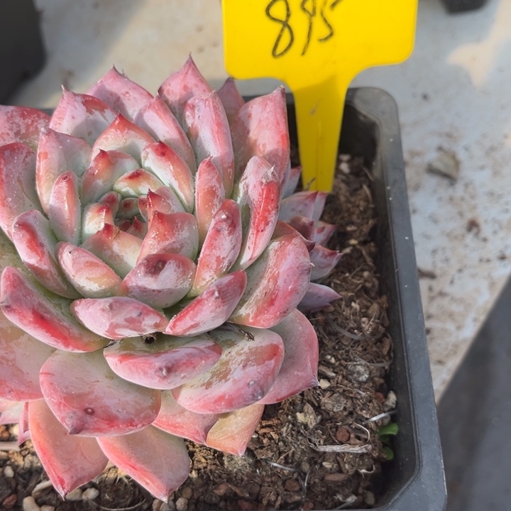 895多肉111111111111111