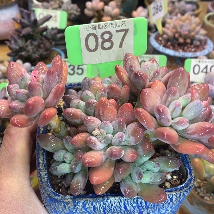 苹果奶087号的啊啊啊多肉啊啊