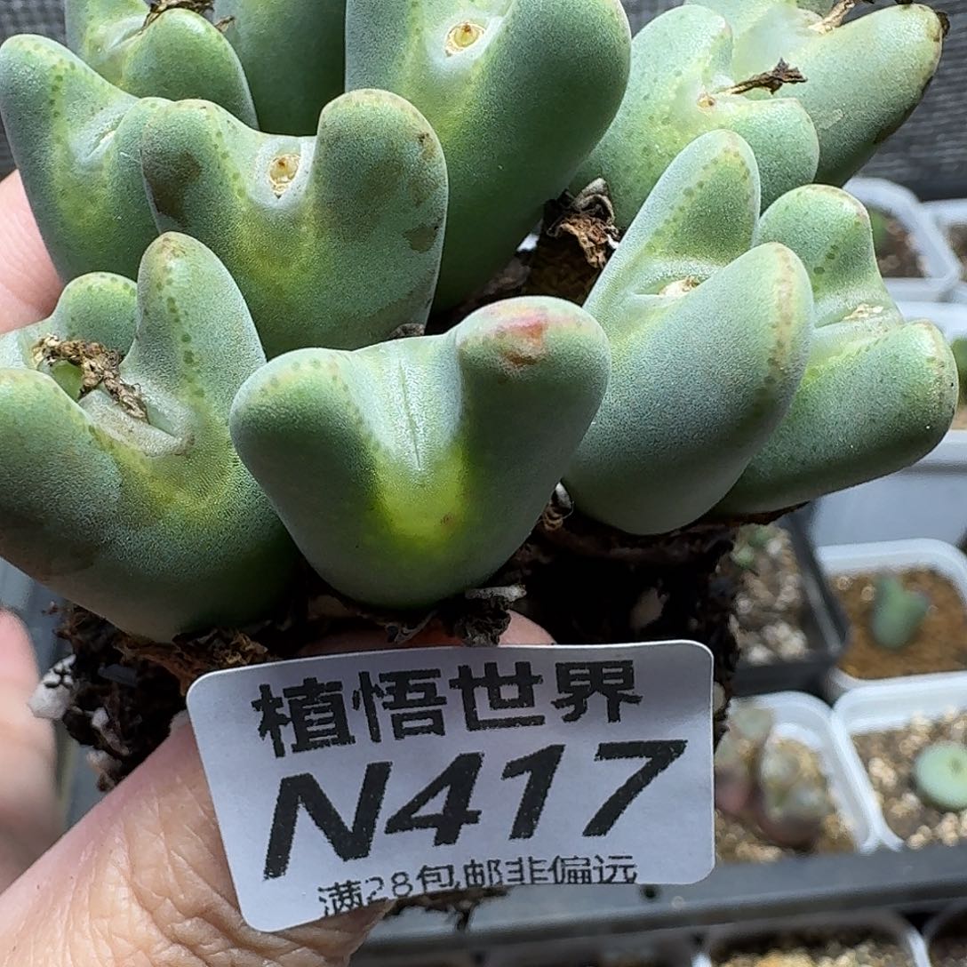 多肉植物的人生ghj