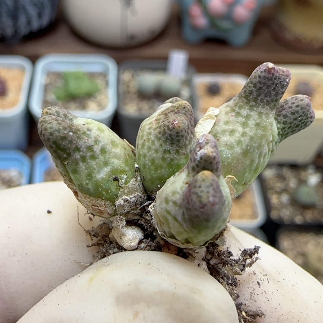 560鹿角斑马711-59