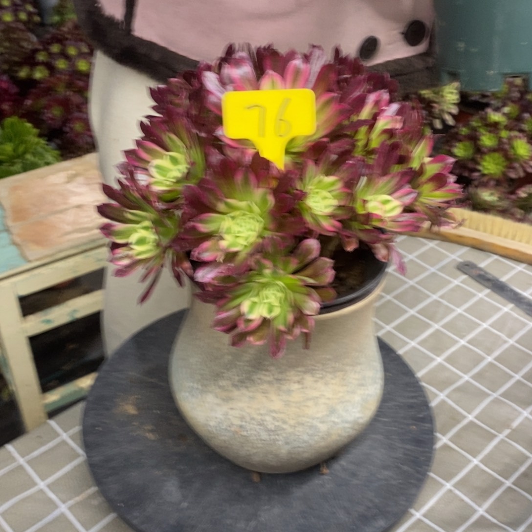 红陶76天河一物一拍的时候