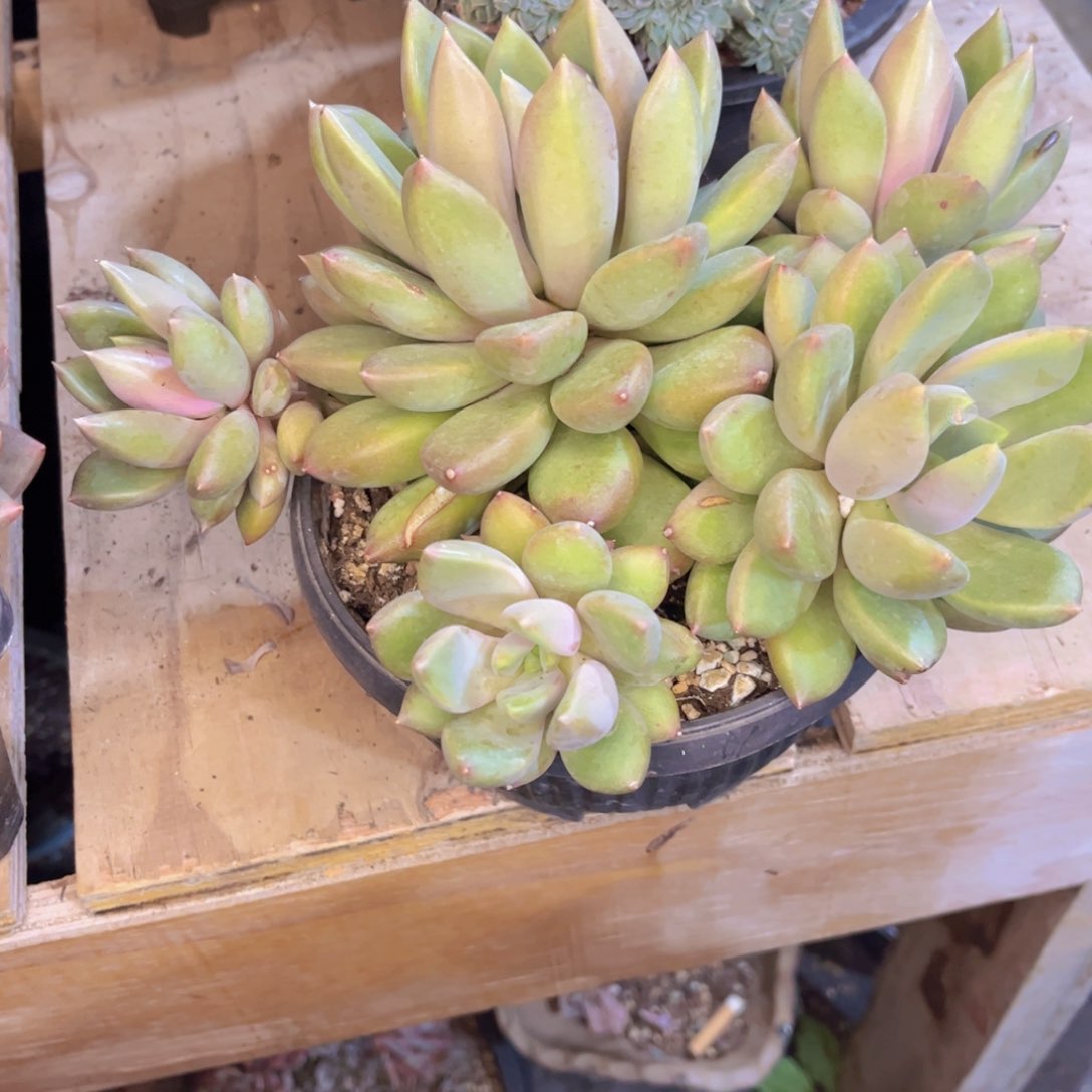 你****了友家多肉一物一拍