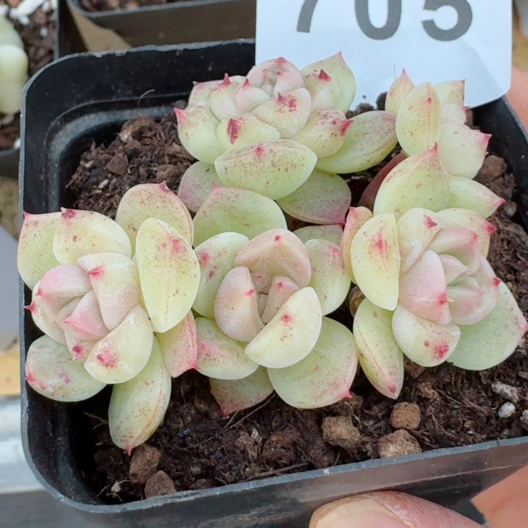 小白糖珍妮         精品多肉