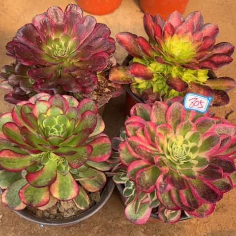 805多肉植物组合