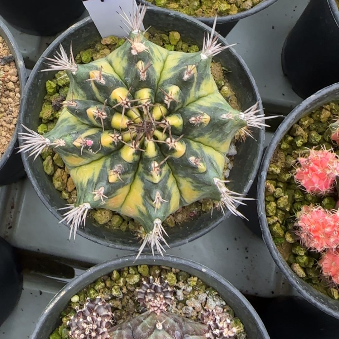 用**咚4-0305脱土发自由精神多肉