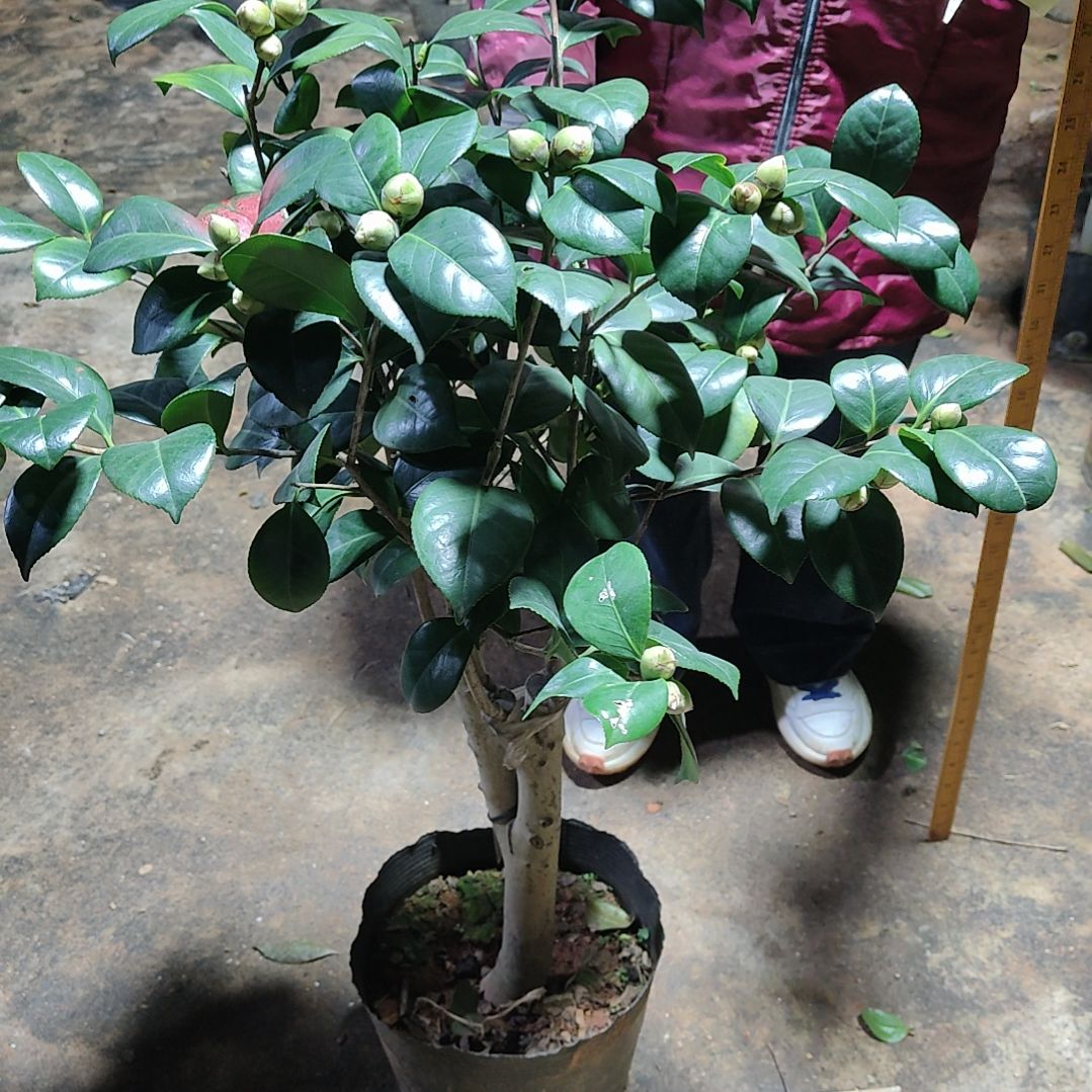 全部花苞宽彩带不包邮