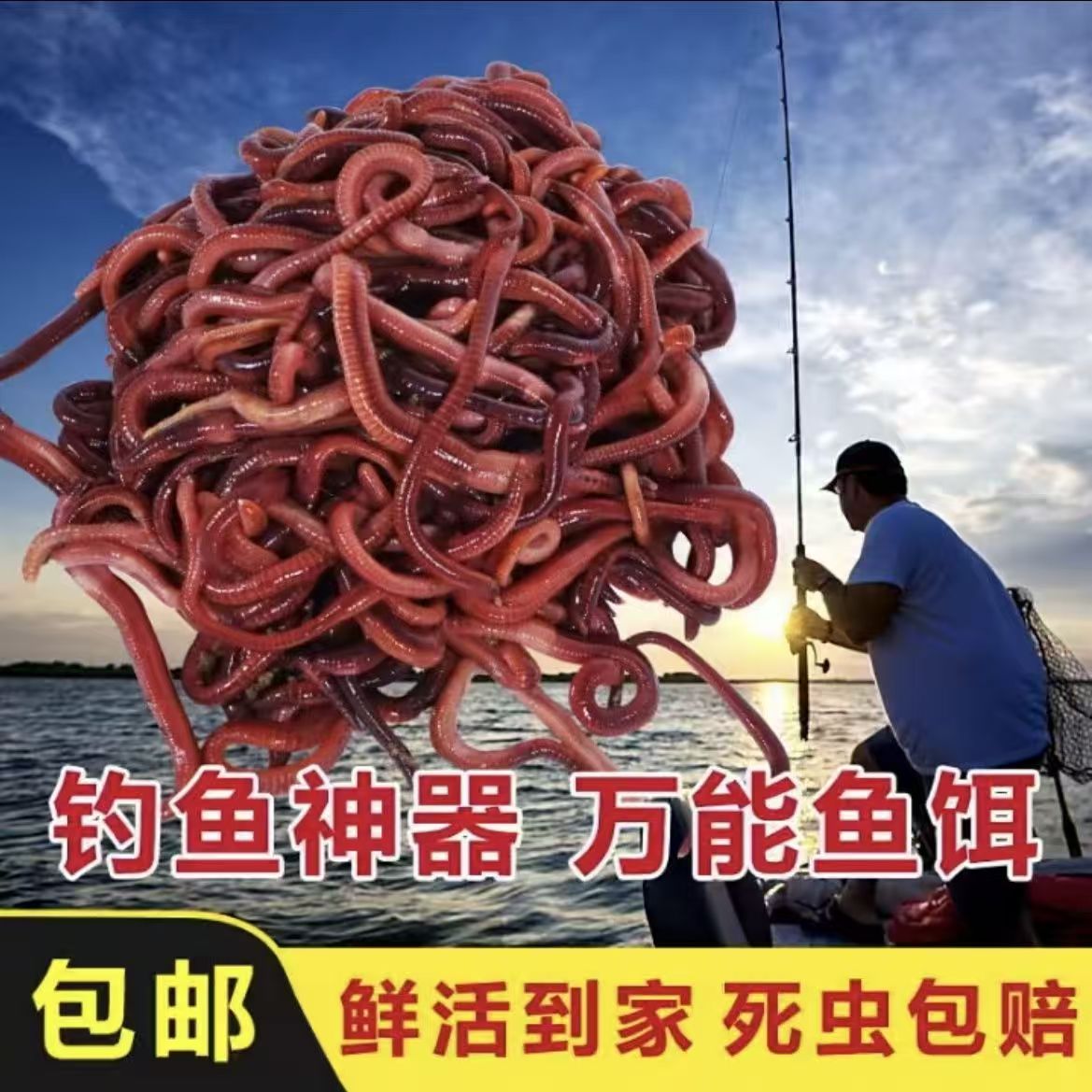 【半斤装】鲜活蚯蚓活饵活体蚯蚓野钓黑坑垂钓鲤鱼鲫鱼饵料冬季万能