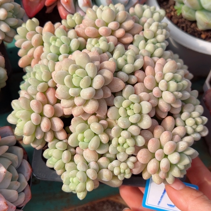 13洛可可平平安安健健康康