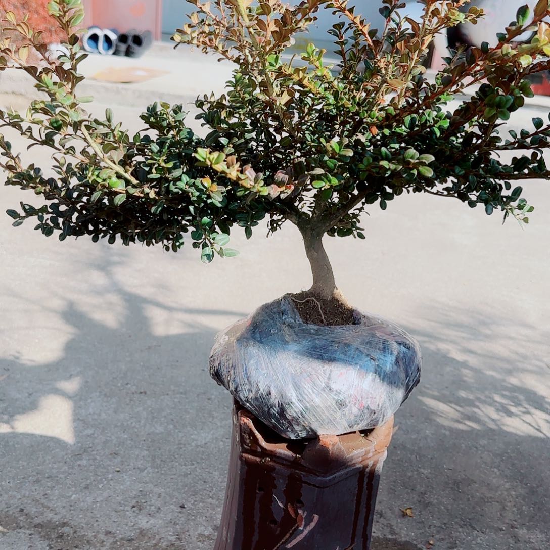 完全开放珍珠黄杨