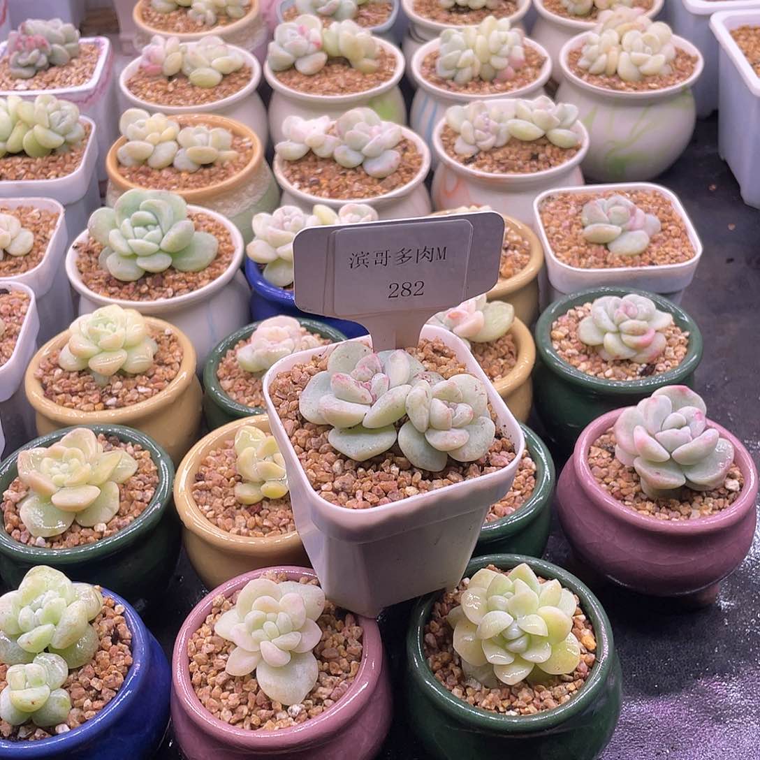 滨哥多肉M282双头冰玉石化福利