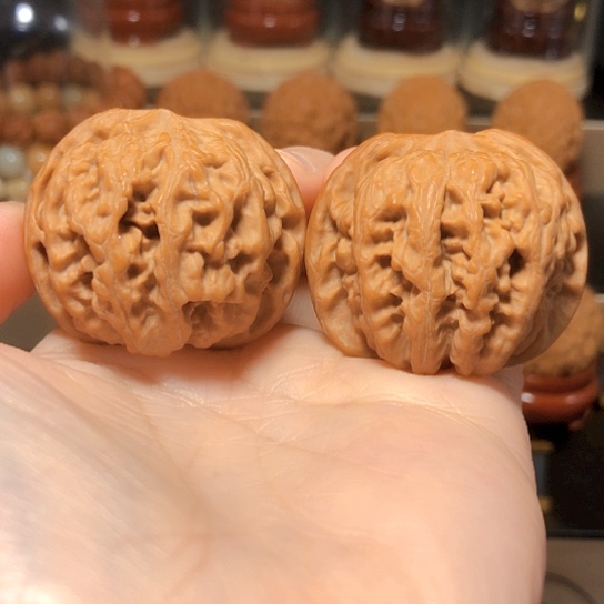 野生小众：太行雪狮