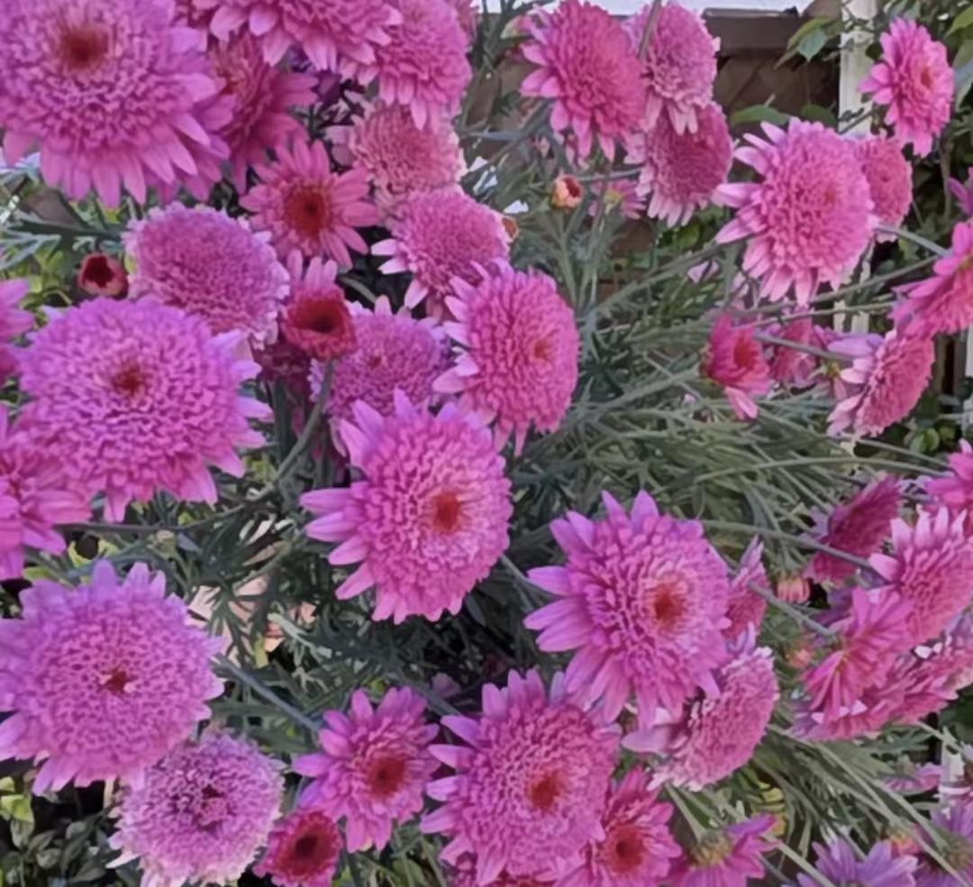 【重瓣莎莎】玛格丽特盆栽地栽阳台庭院室内室外花卉花园植物耐寒