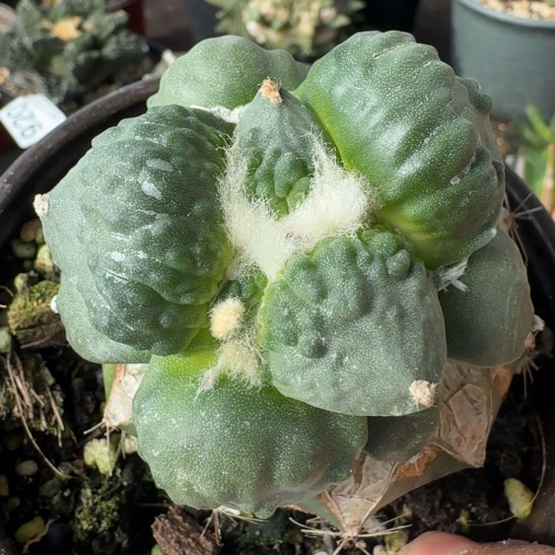 【闪购商品】大尤村主怒涛934