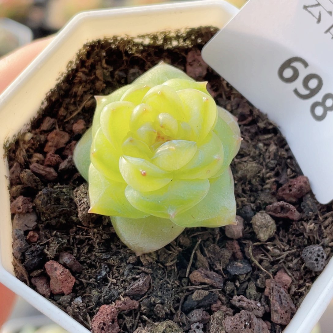 橙***呀698号糖心冰心珍妮