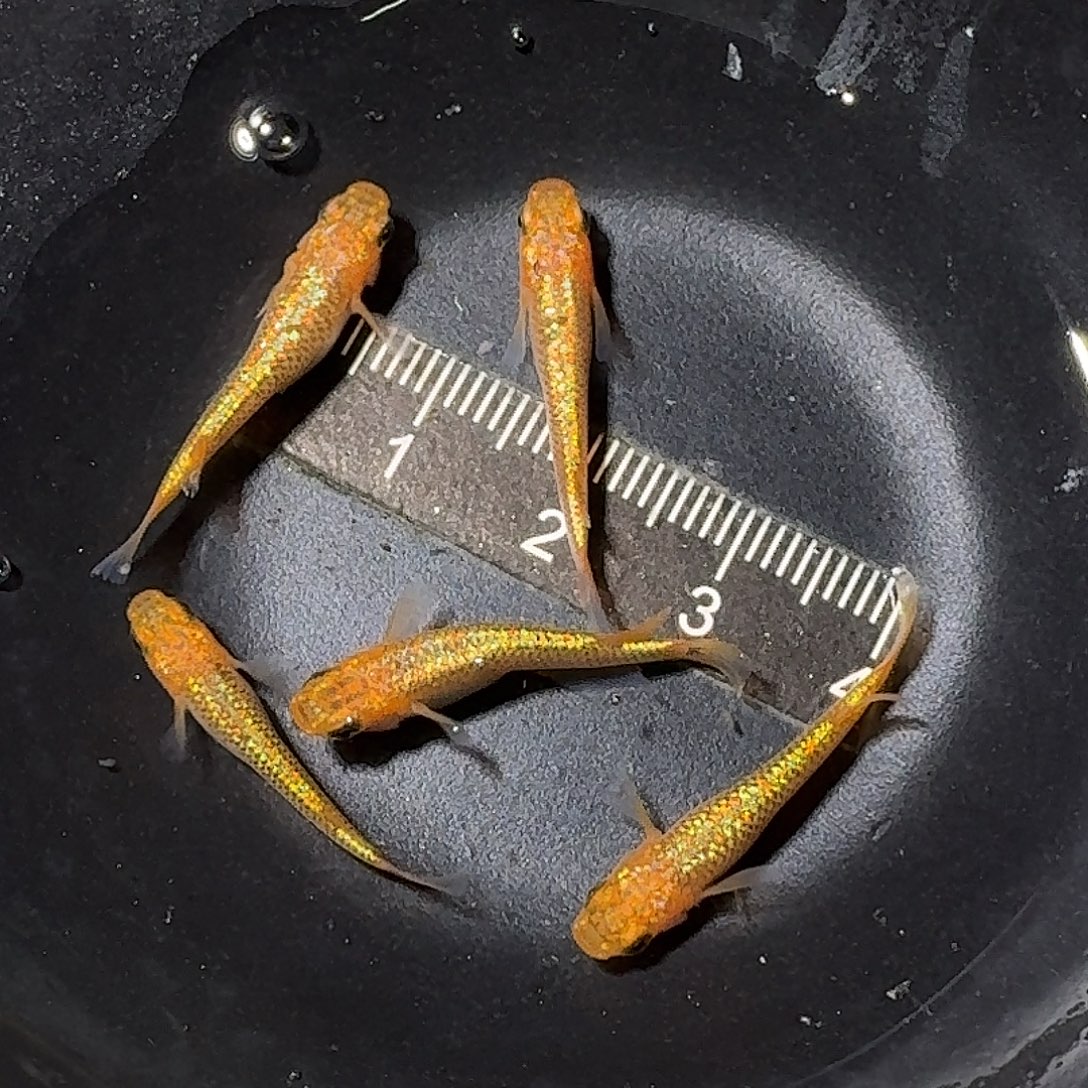 海水鱼阳光一组07