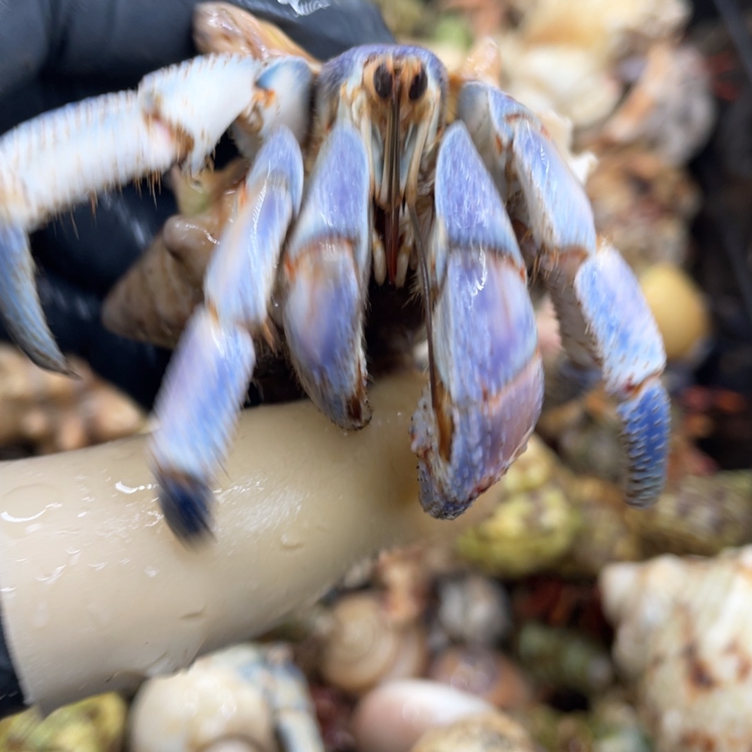 不退不换活体宠物17