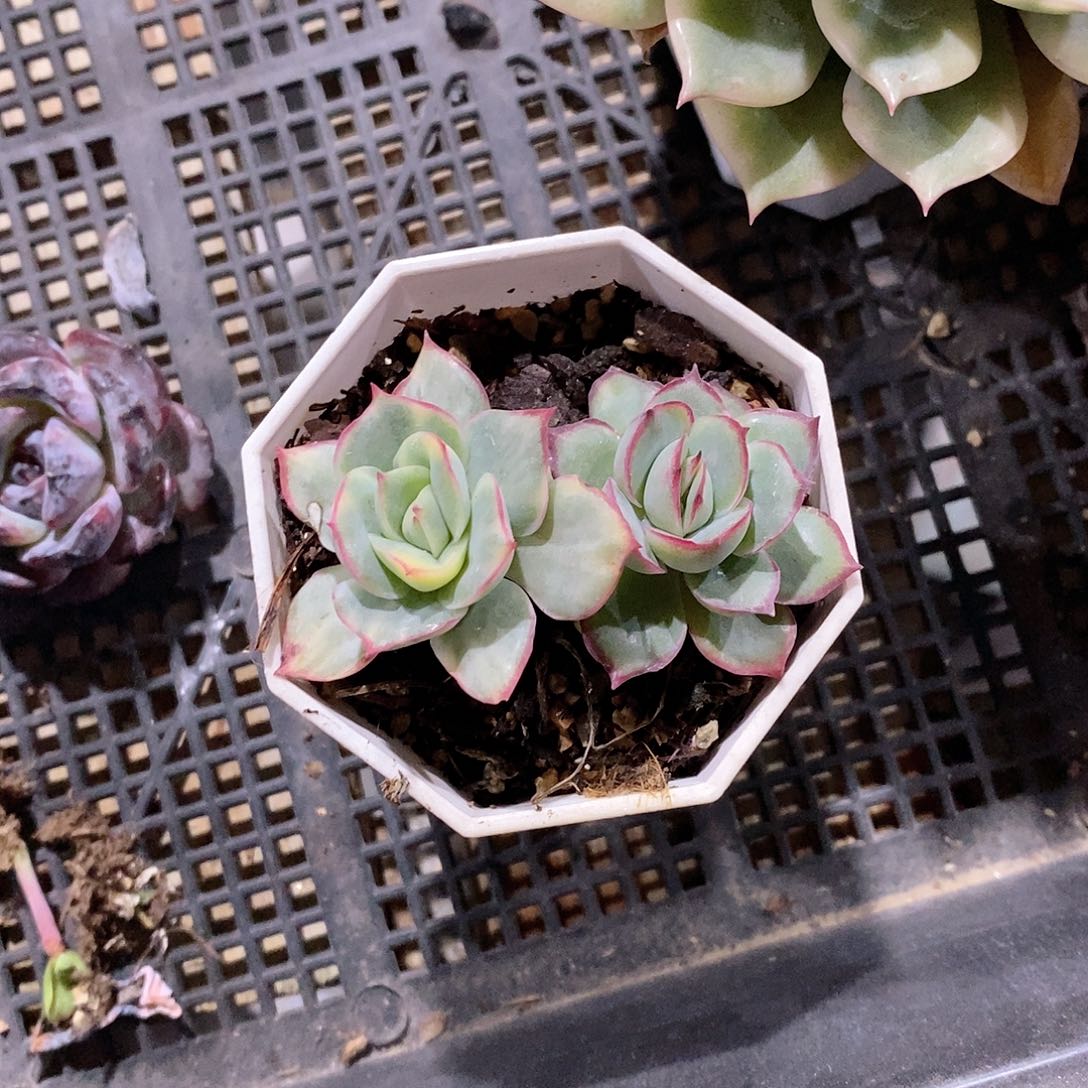 多肉植物老桩锦多肉