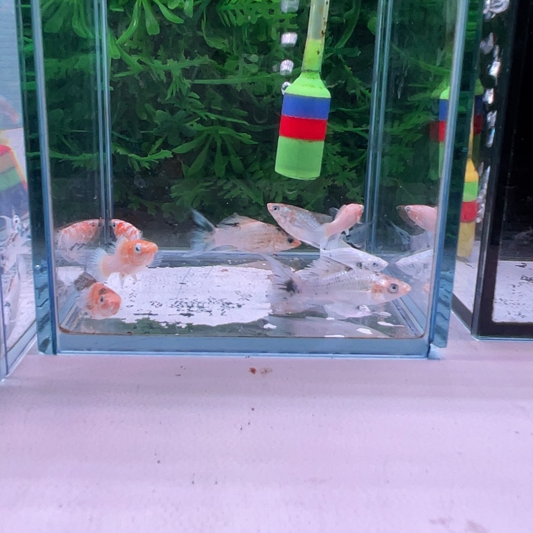 黑玛丽鱼30号玛丽苗子6+2备损