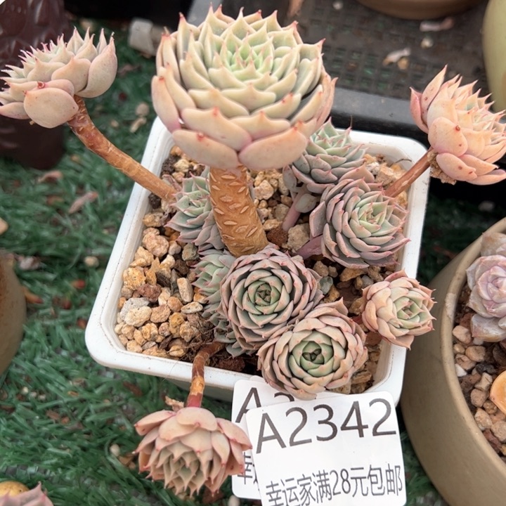 幸运的是我的朋友们一起