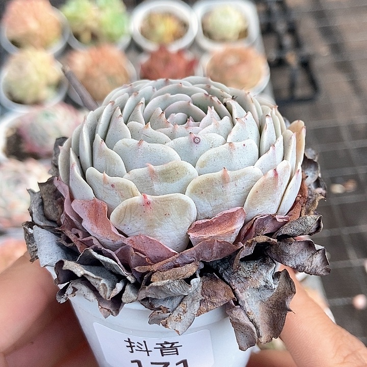 一物一拍满十元包邮发货 171