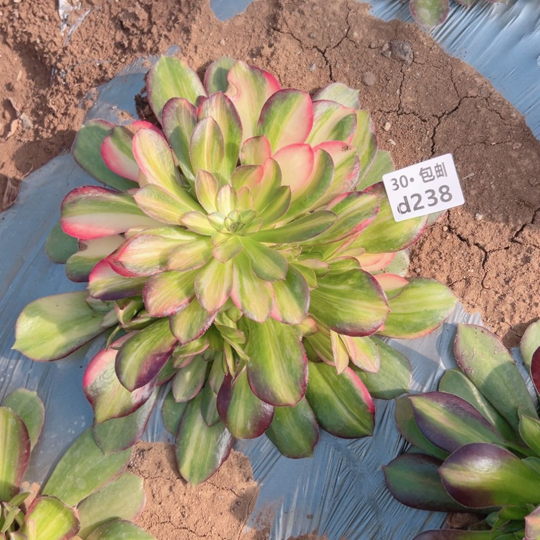 238 七彩多肉法师