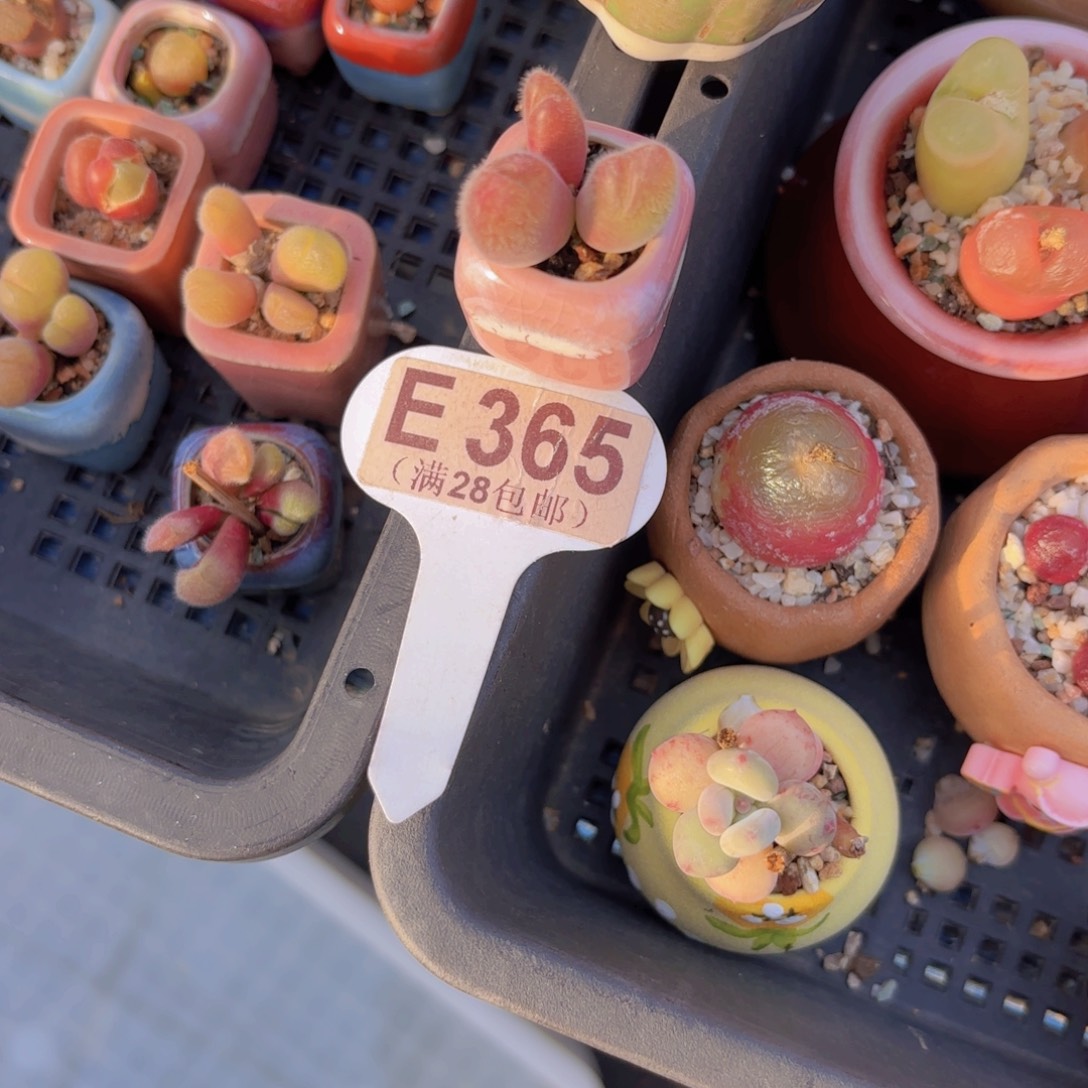 ****+E365毛翠堤yieuyipai