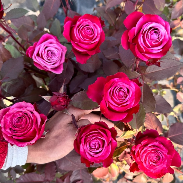 苏珊根接苗匠人月季月季花月季玫瑰玫瑰花四季开花阳台盆栽植物