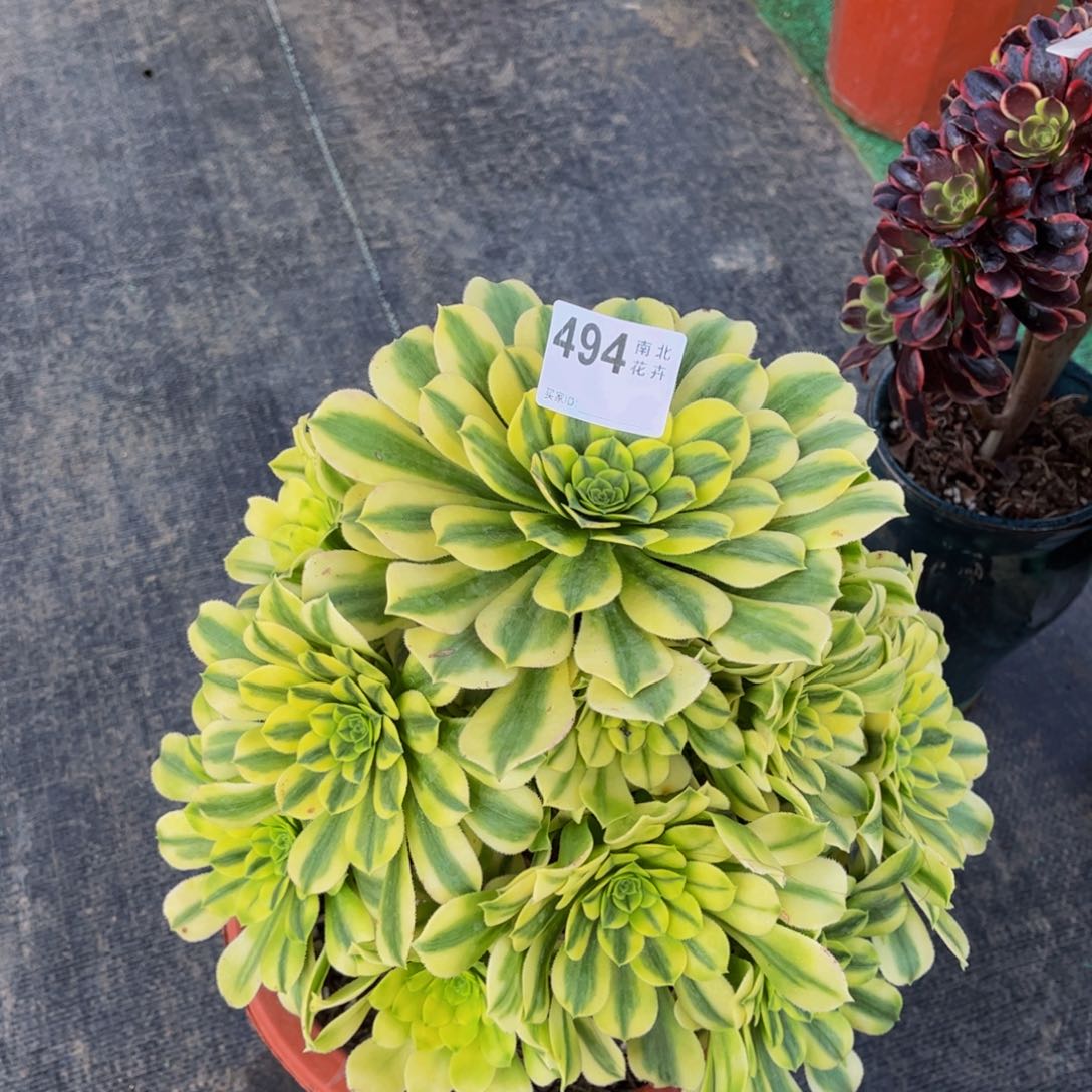 多肉金丝翡翠00000494