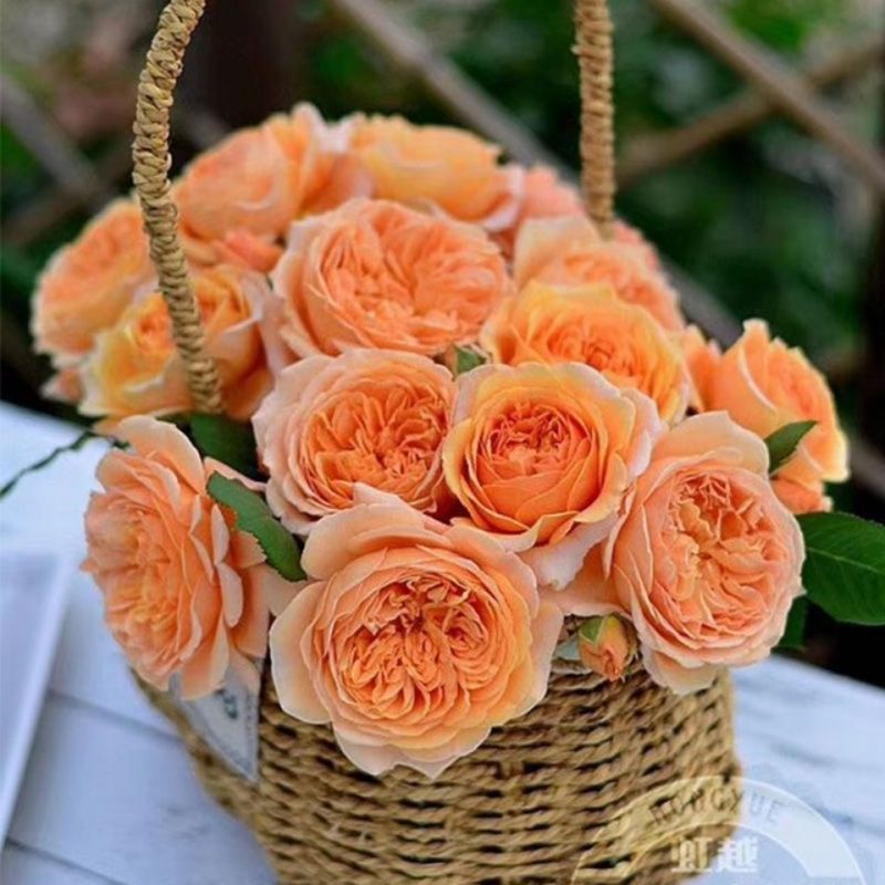 爬藤月季玛格丽特王妃四季庭院藤本花园阳台花墙拱门盆栽地栽花卉