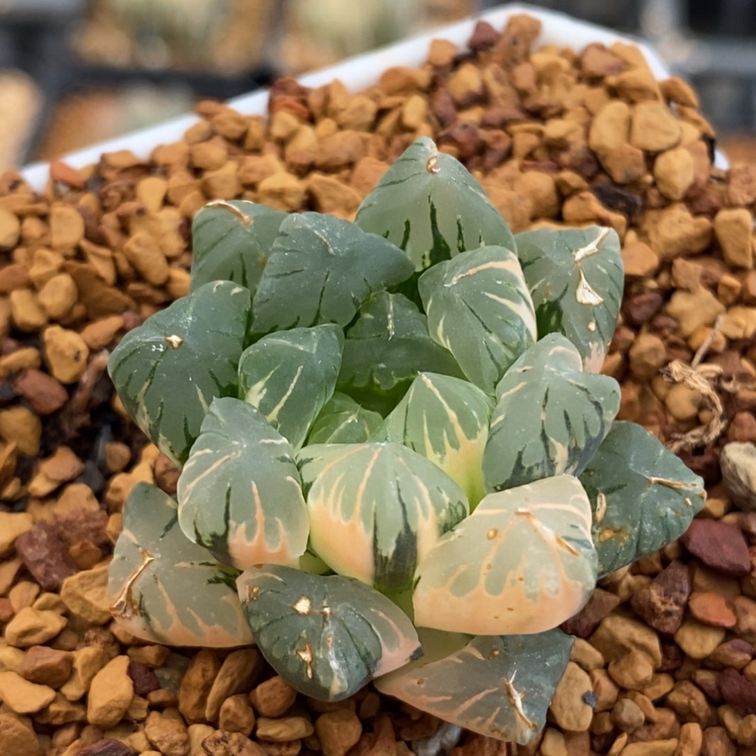 428广濑玉露多肉植物