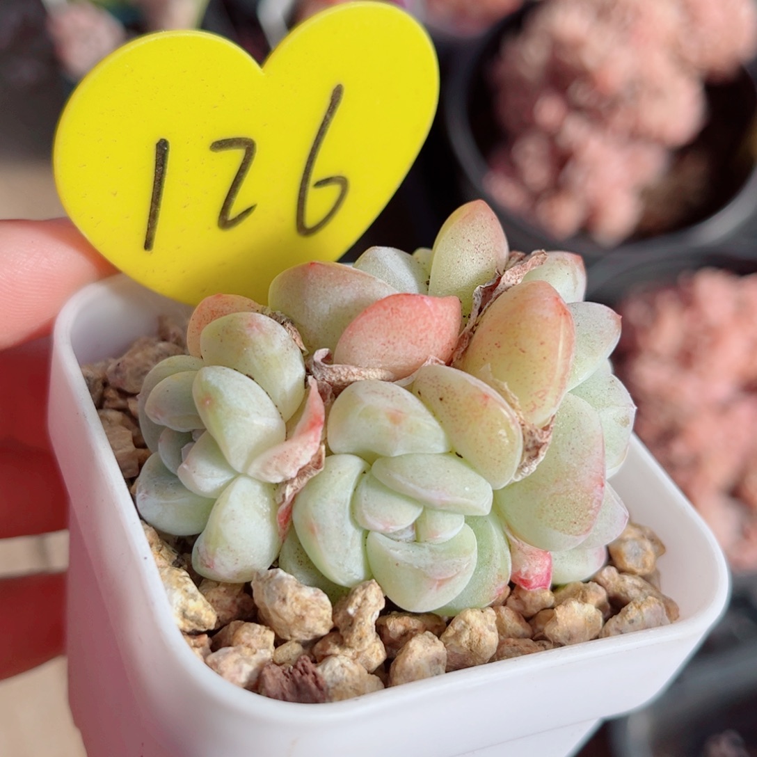 126号小老桩冰玉群