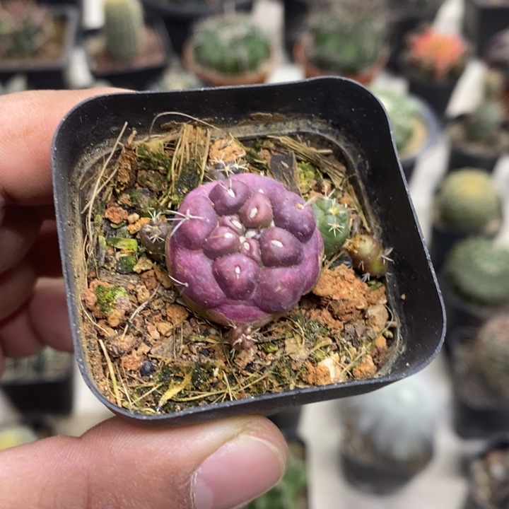 紫皮无刺象牙特价