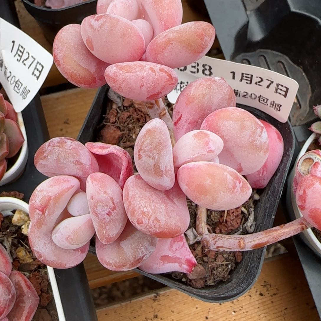 花语逸镜0127-638