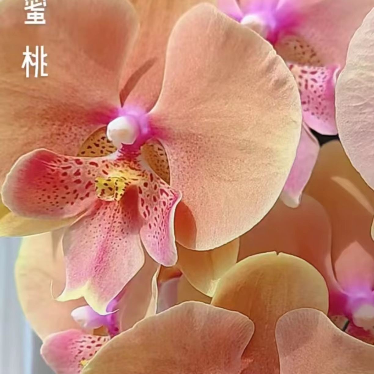 （蜜桃508）蝴蝶兰苗子3.0杯带花剑变色系高端品种
