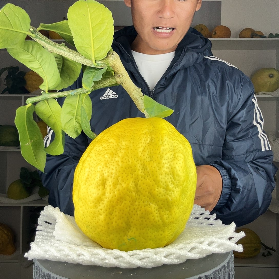 N***a香水柠檬云南高山大香橼