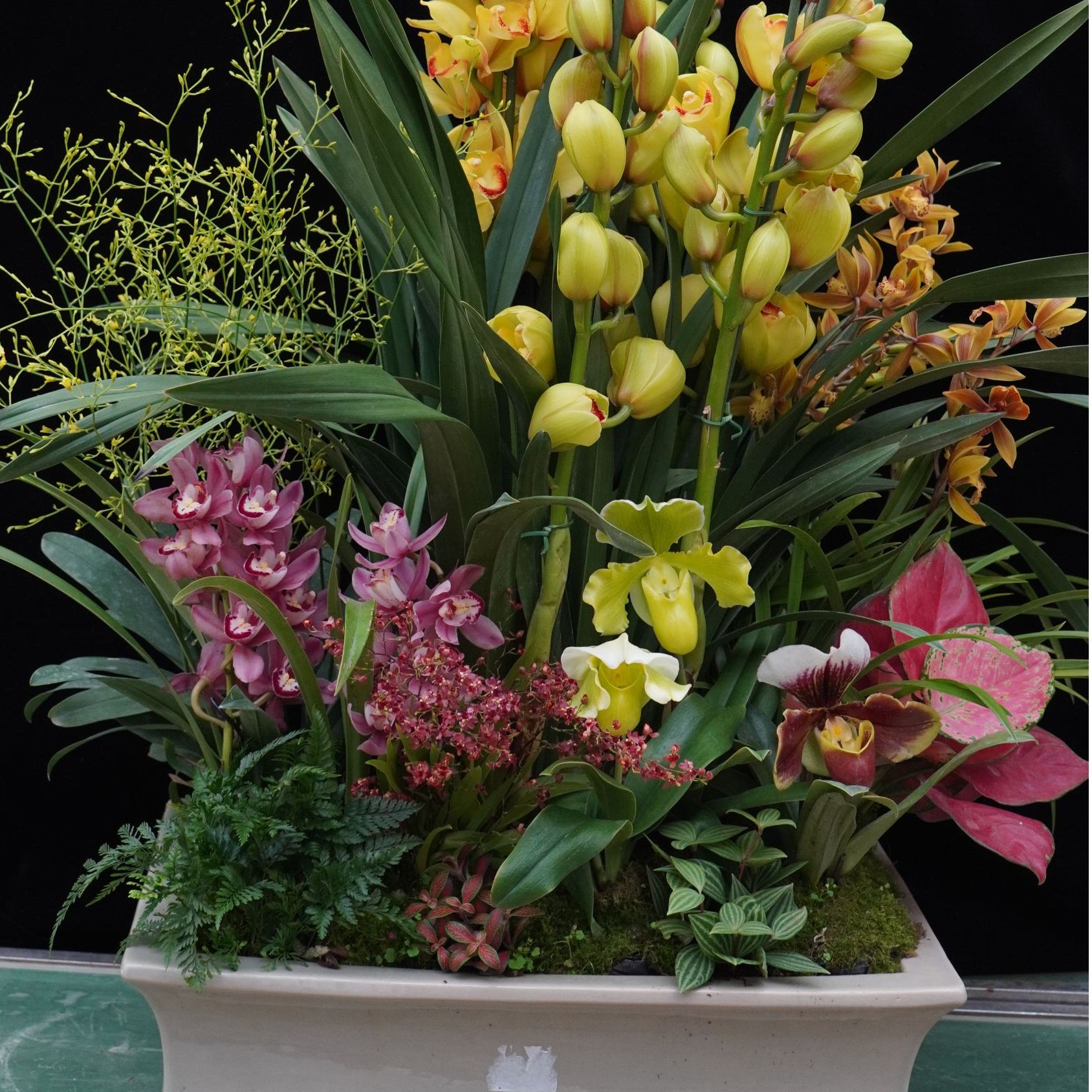 【新春年宵花专场】   兜兰富贵花开大盆栽