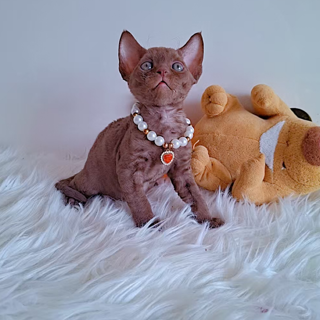木子猫舍精品德文宠物猫