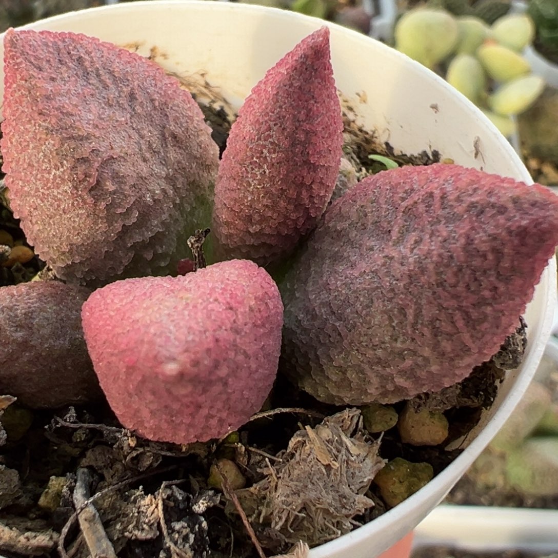138号多肉植物水泡多肉植物