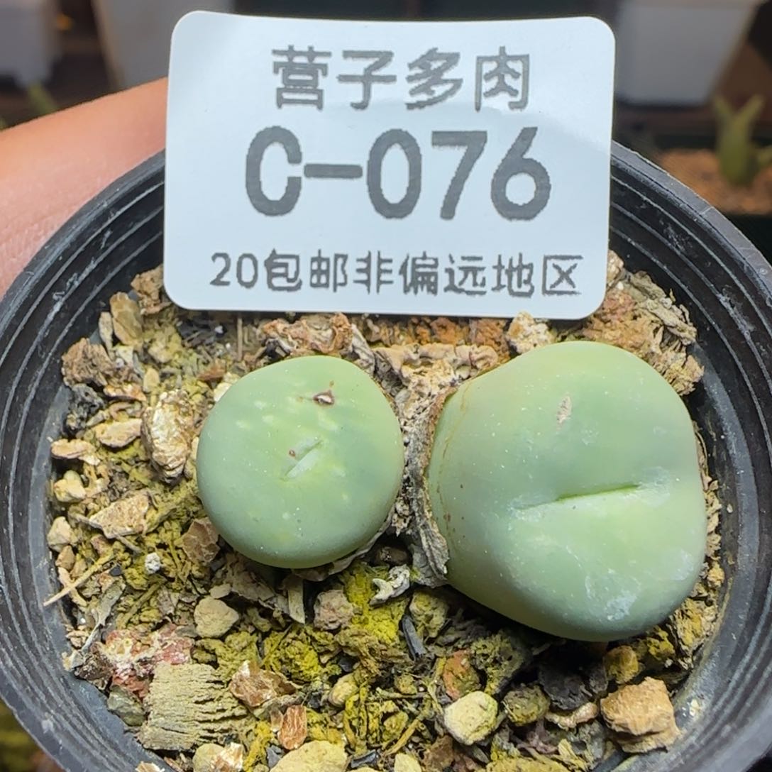 sub双头带盆土发货。     