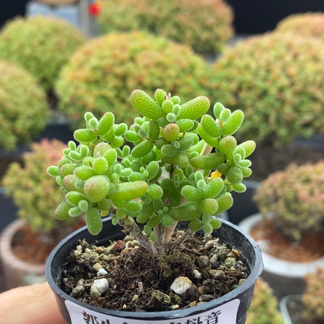 金橘糖球2540枝干番杏