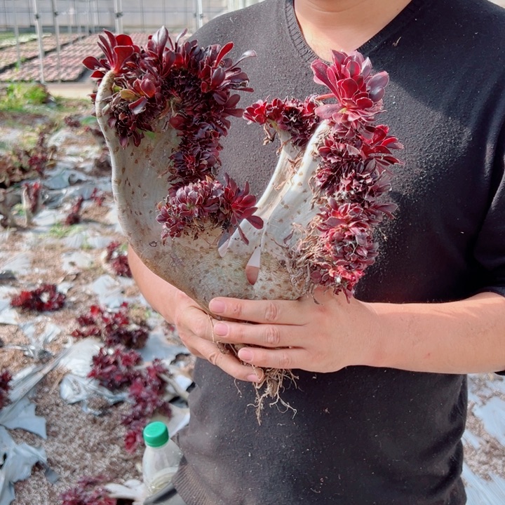 丽娜醉话16号多肉法师