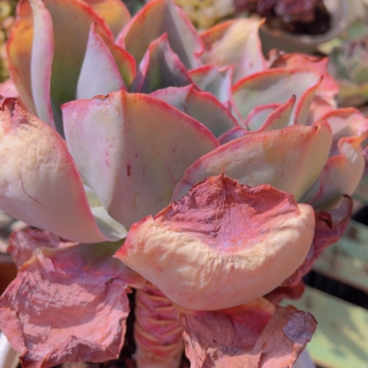 【闪购商品】肯尼迪06218