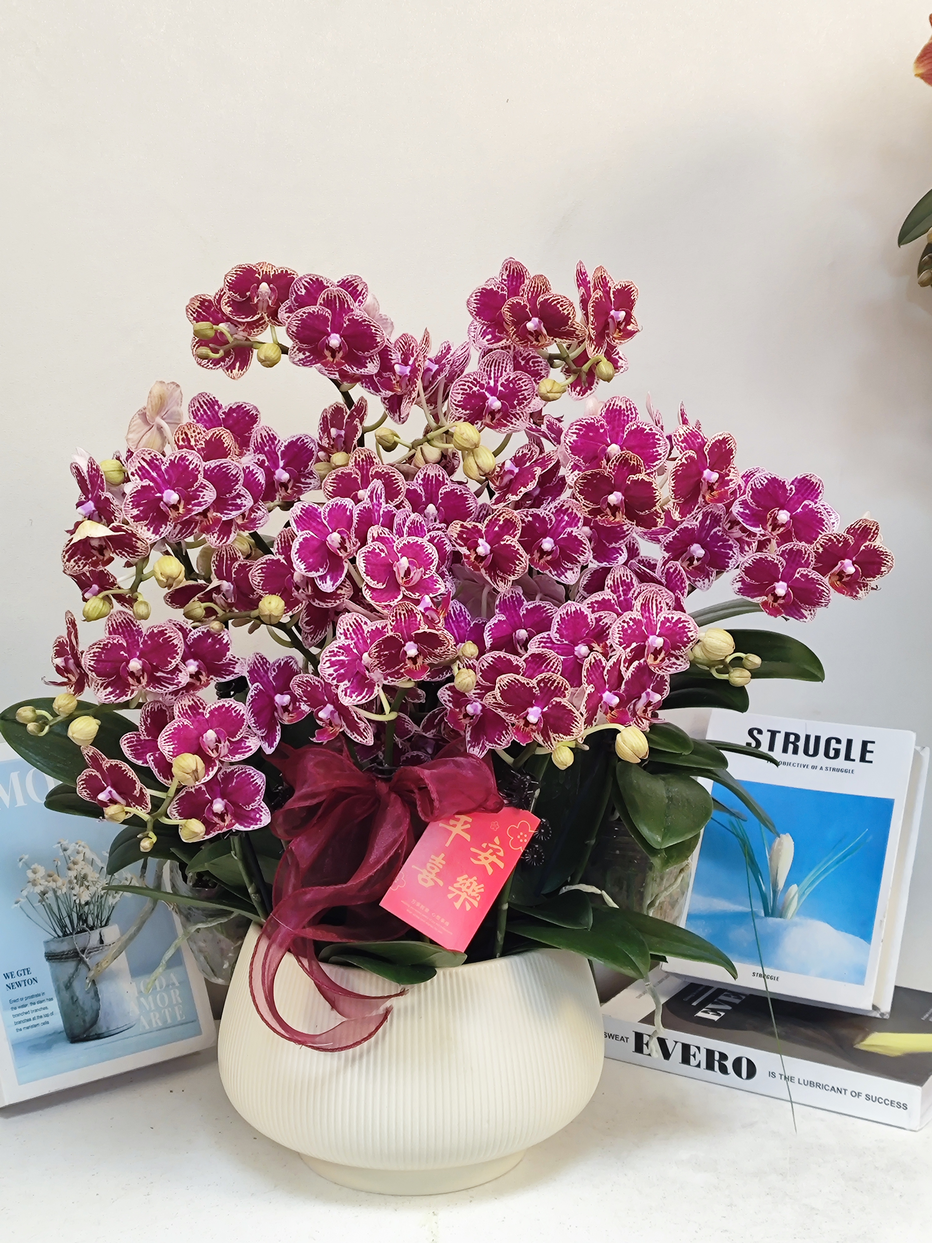  蝴蝶兰【可乐】真花 秋冬耐寒花卉 四季开花 多样性发货