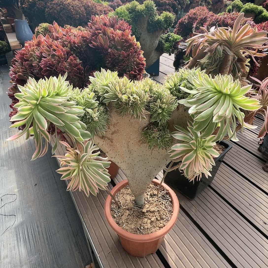 【闪购商品】夕颜缀