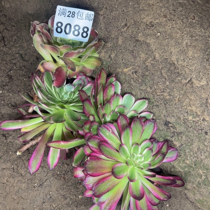 8088砍头多肉植物