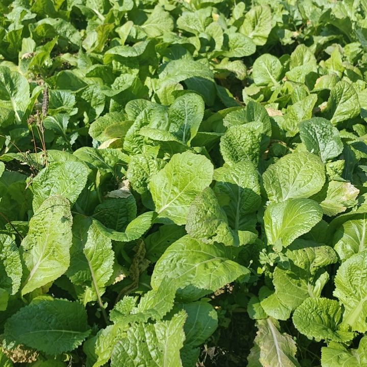 中国大陆沙包本地青菜9斤装